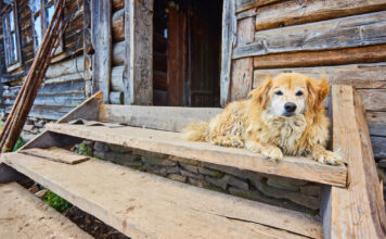 Kodėl seniau beveik kiekviename kaime buvo daug šunų? Kodėl kaimuose buvo daug šunų.