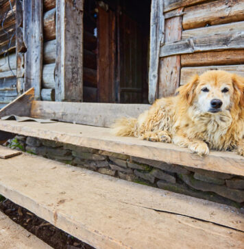 Kodėl seniau beveik kiekviename kaime buvo daug šunų? Kodėl kaimuose buvo daug šunų.