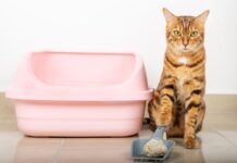 Katės kraiko dėžė dvokia labiau nei įprastai? Štai kodėl Kodėl katės išmatos smirda.