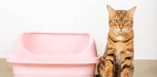 Katės kraiko dėžė dvokia labiau nei įprastai? Štai kodėl Kodėl katės išmatos smirda.