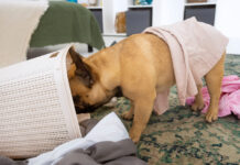 Kodėl šunys mėgsta vogti kojines? Priežastis gali nustebinti Kodėl šunys vagia kojines.