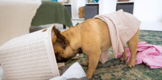 Kodėl šunys mėgsta vogti kojines? Priežastis gali nustebinti Kodėl šunys vagia kojines.