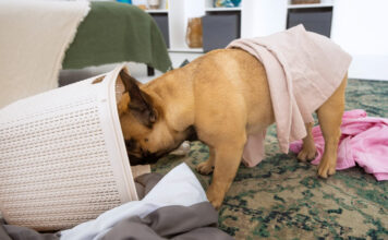 Kodėl šunys mėgsta vogti kojines? Priežastis gali nustebinti Kodėl šunys vagia kojines.