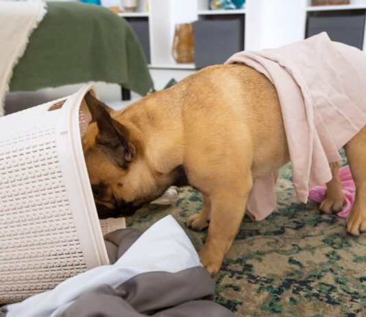 Kodėl šunys mėgsta vogti kojines? Priežastis gali nustebinti Kodėl šunys vagia kojines.