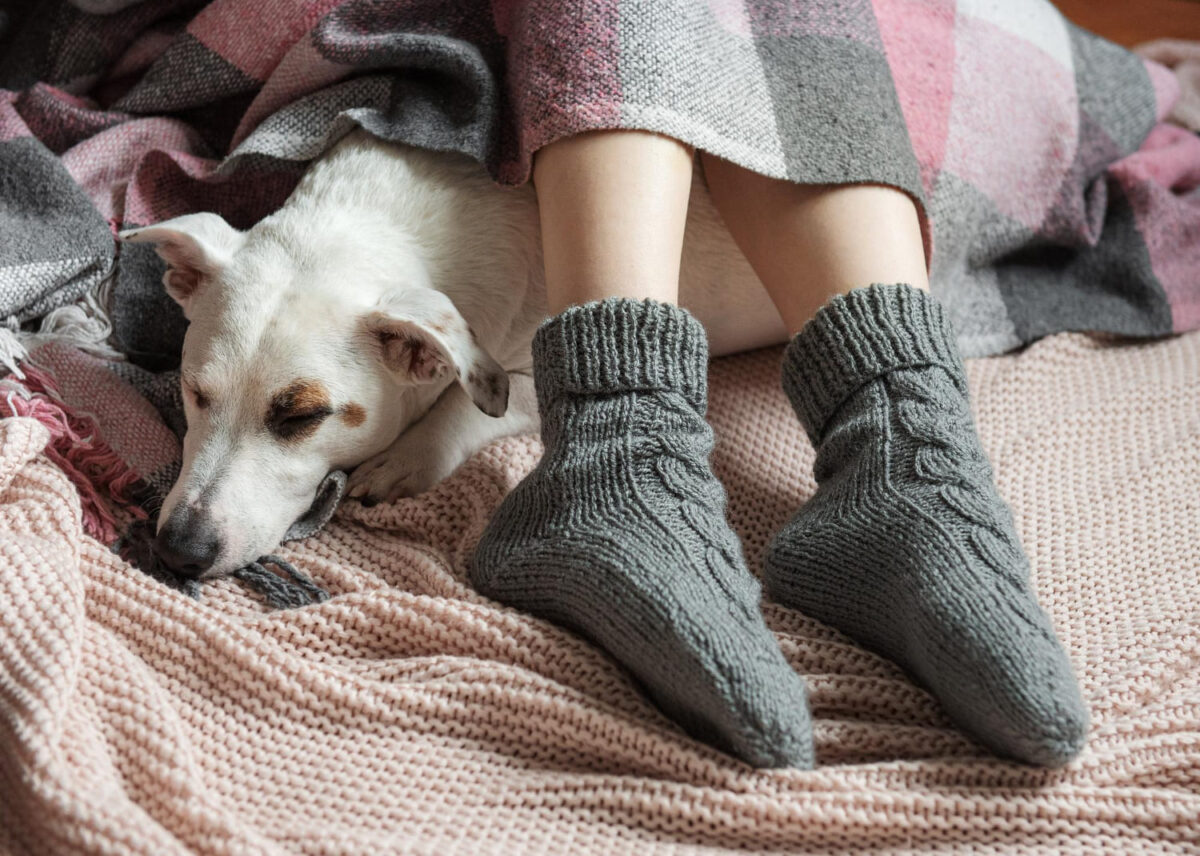 Kodėl šunys vagia kojines. Šuo nori pavogti kojinę.