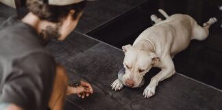 Kodėl šuo ignoruoja komandą, nors ją moka? Kodėl šuo ignoruoja komandą. Pavargęs šuo.