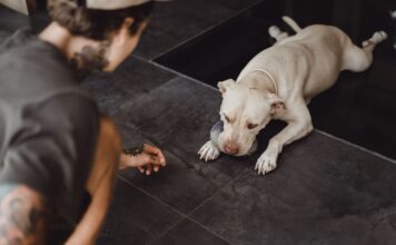 Kodėl šuo ignoruoja komandą, nors ją moka? Kodėl šuo ignoruoja komandą. Pavargęs šuo.
