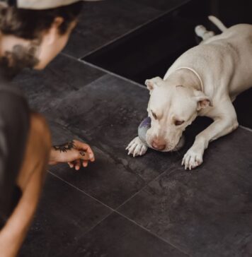 Kodėl šuo ignoruoja komandą, nors ją moka? Kodėl šuo ignoruoja komandą. Pavargęs šuo.