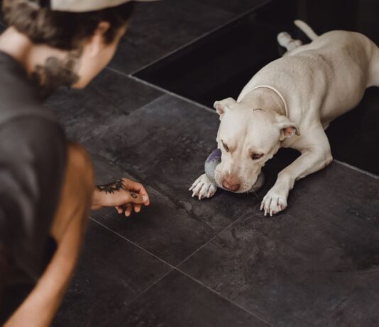 Kodėl šuo ignoruoja komandą, nors ją moka? Kodėl šuo ignoruoja komandą. Pavargęs šuo.