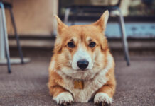 Korgių veislė: svarbūs faktai būsimiems šeimininkams Korgių veislė. Korgis guli ant žemės.