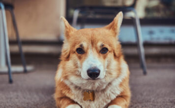 Korgių veislė: svarbūs faktai būsimiems šeimininkams Korgių veislė. Korgis guli ant žemės.