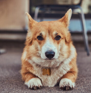 Korgių veislė: svarbūs faktai būsimiems šeimininkams Korgių veislė. Korgis guli ant žemės.