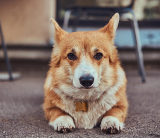 Korgių veislė: svarbūs faktai būsimiems šeimininkams Korgių veislė. Korgis guli ant žemės.