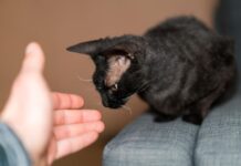 Kurčia katė namuose: 7 svarbūs patarimai šeimininkams Kurčia katė namuose.