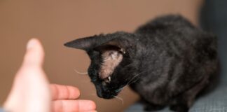 Kurčia katė namuose: 7 svarbūs patarimai šeimininkams Kurčia katė namuose.