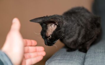 Kurčia katė namuose: 7 svarbūs patarimai šeimininkams Kurčia katė namuose.