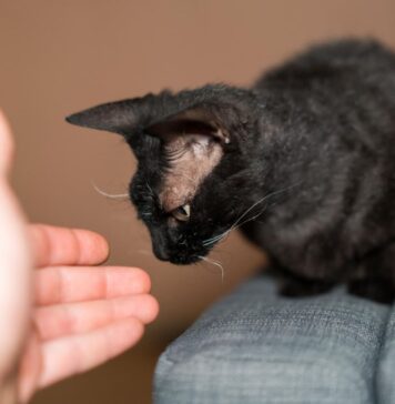 Kurčia katė namuose: 7 svarbūs patarimai šeimininkams Kurčia katė namuose.