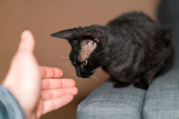 kurcia-kate-namuose Kurčia katė namuose.