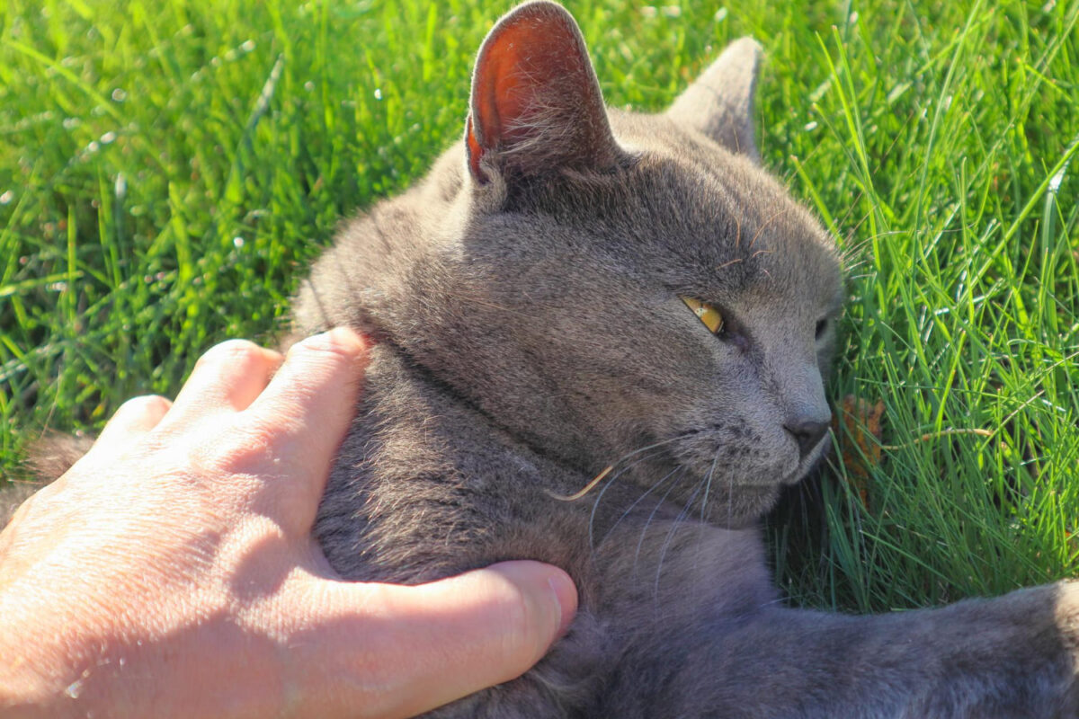 Kurčia katė namuose. Kurčios katės gali negirdėti artėjančių automobilių.