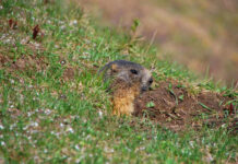 Kurmiai kieme gali sugadinti veją: kaip juos išvyti Kurmiai kieme.