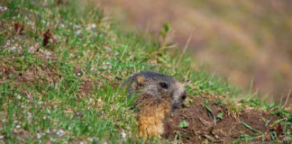 Kurmiai kieme gali sugadinti veją: kaip juos išvyti Kurmiai kieme.