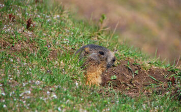 Kurmiai kieme gali sugadinti veją: kaip juos išvyti Kurmiai kieme.