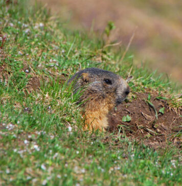 Kurmiai kieme gali sugadinti veją: kaip juos išvyti Kurmiai kieme.