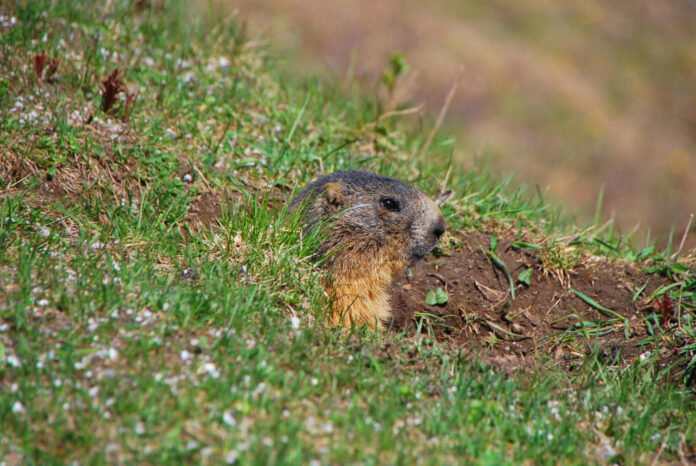 kurmiai-kieme-kurmis Kurmiai kieme.