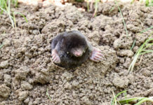 Dalykas, kurio kurmiai nekenčia: iš kiemo jie pabėgs patys Kurmių baidymas.