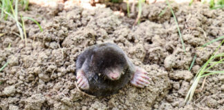 Dalykas, kurio kurmiai nekenčia: iš kiemo jie pabėgs patys Kurmių baidymas.
