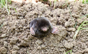 Dalykas, kurio kurmiai nekenčia: iš kiemo jie pabėgs patys Kurmių baidymas.