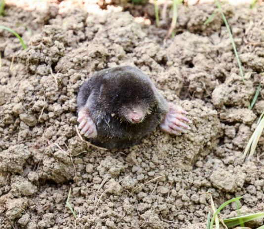 Dalykas, kurio kurmiai nekenčia: iš kiemo jie pabėgs patys Kurmių baidymas.