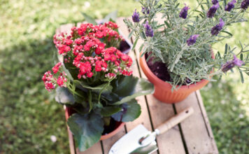 10 gėlių, kurios ne tik puošia sodą, bet ir užburia kvapu Kvapnios gėlės sodui.