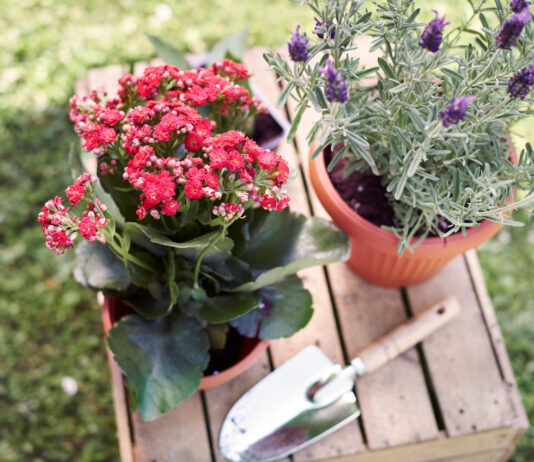 10 gėlių, kurios ne tik puošia sodą, bet ir užburia kvapu Kvapnios gėlės sodui.