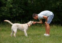 Labradoro dresūra: ką būtina žinoti, kad šuo klausytų nuo pirmų dienų Labradoro dresūra.