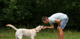 Labradoro dresūra: ką būtina žinoti, kad šuo klausytų nuo pirmų dienų Labradoro dresūra.