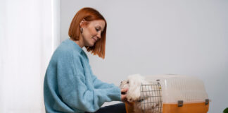 Narvas šuniui: kaip išsirinkti, kad augintinis jaustųsi saugiai ir ramiai Narvas šuniui.