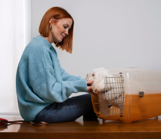 Narvas šuniui: kaip išsirinkti, kad augintinis jaustųsi saugiai ir ramiai Narvas šuniui.