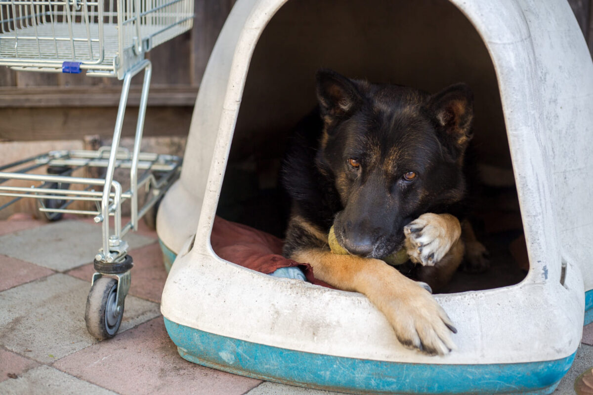 Narvas šuniui. Šuo guli naujame narve.