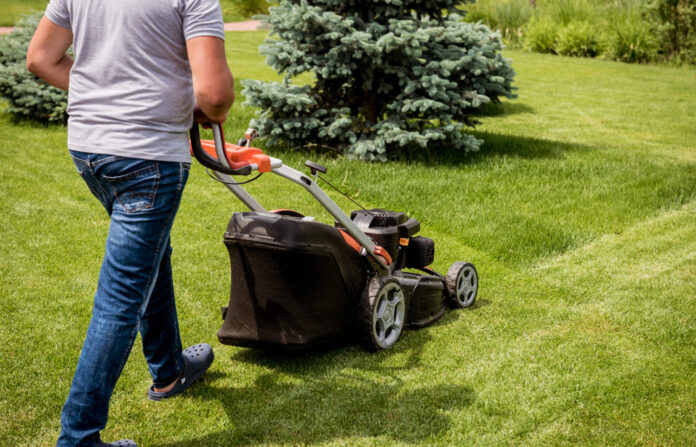 nupjauta-zole Nupjauta žolė.