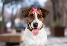 Kaulų vėžys šunims: ženklai, kurių nereikėtų ignoruoti Osteosarkoma šunims.