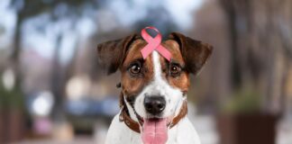 Kaulų vėžys šunims: ženklai, kurių nereikėtų ignoruoti Osteosarkoma šunims.