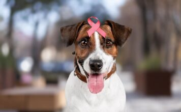 Kaulų vėžys šunims: ženklai, kurių nereikėtų ignoruoti Osteosarkoma šunims.