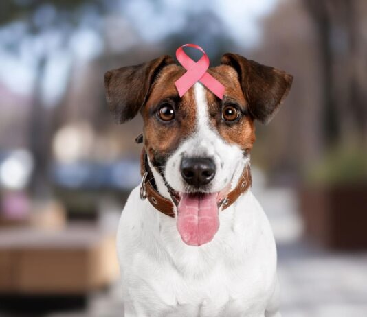 Kaulų vėžys šunims: ženklai, kurių nereikėtų ignoruoti Osteosarkoma šunims.