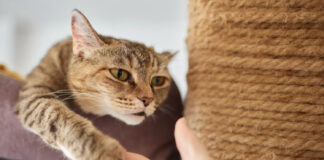 Ar paukščių erkės gali gyventi ant kačių? Veterinarų atsakymas Paukščių erkės ant kačių.