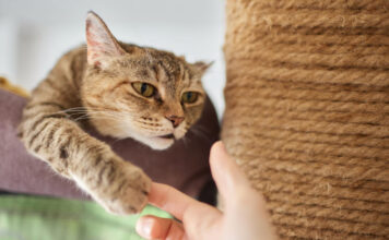 Ar paukščių erkės gali gyventi ant kačių? Veterinarų atsakymas Paukščių erkės ant kačių.