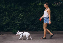 Pavadėlis gali išgelbėti gyvybę: štai kodėl šios taisyklės ignoruoti negalima Pavadėlis šuniui.