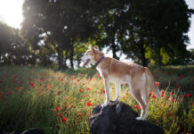 Šie pavasario augalai gali pakenkti jūsų šuniui – patikrinkite kiemą Pavasario augalai pavojingi šunims.