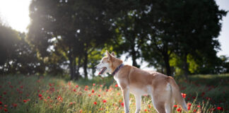 Šie pavasario augalai gali pakenkti jūsų šuniui – patikrinkite kiemą Pavasario augalai pavojingi šunims.