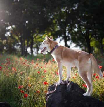 Šie pavasario augalai gali pakenkti jūsų šuniui – patikrinkite kiemą Pavasario augalai pavojingi šunims.